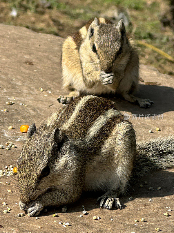 特写图像的两只印度棕榈松鼠吃甜玉米粒和种子顶部的饲料站在公共公园的树干残肢，啮齿动物的滋扰，重点在前景