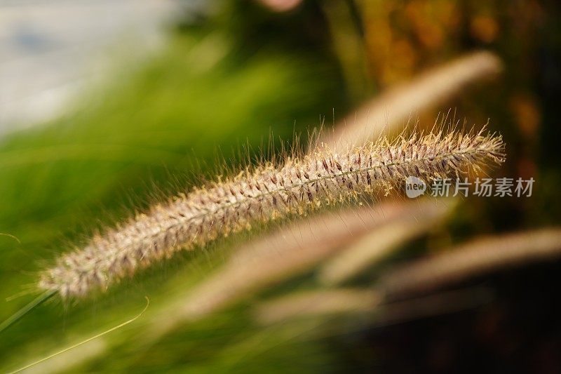 自然界中的花草田野