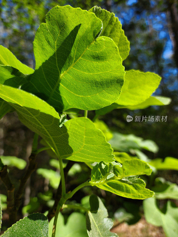 小树上的无花果叶。