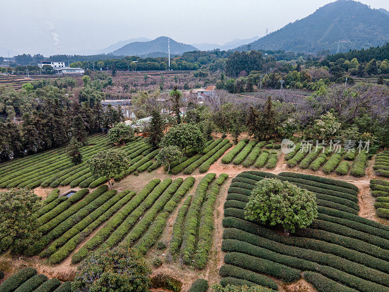 茶园和周围森林的鸟瞰图