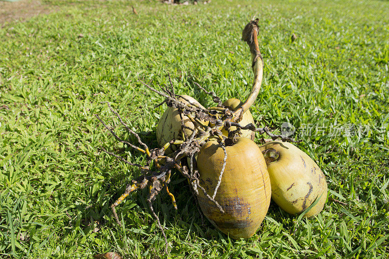 从夏威夷树上掉下来的椰子