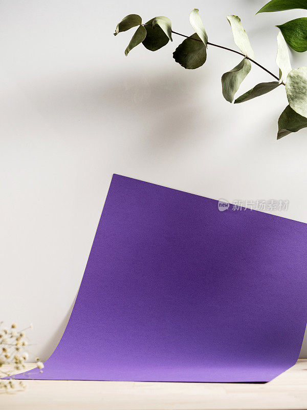白色背景上平铺桉树树枝和空白紫色纸，树叶和空白紫色纸背景