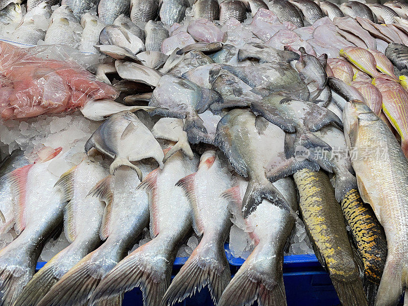 鱼市鱼贩展示的碎冰上展示的新鲜捕获的鲭鱼、金枪鱼、鲷鱼和王鱼的全画幅图像，高架视图，聚焦于前景