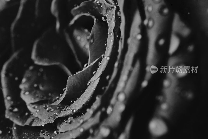 黑白微距近距离抽象的水滴在玫瑰花瓣。
