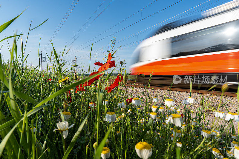 现代通勤列车经过鲜花