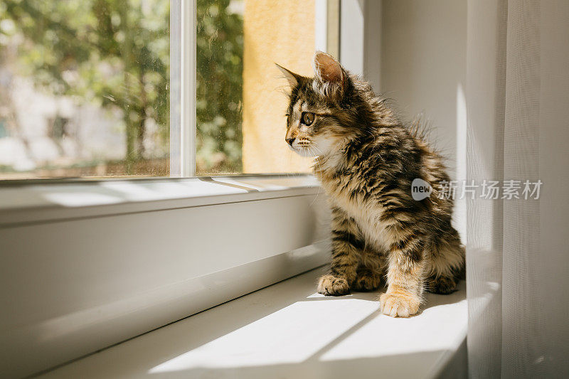 小猫站在窗户上望着外面