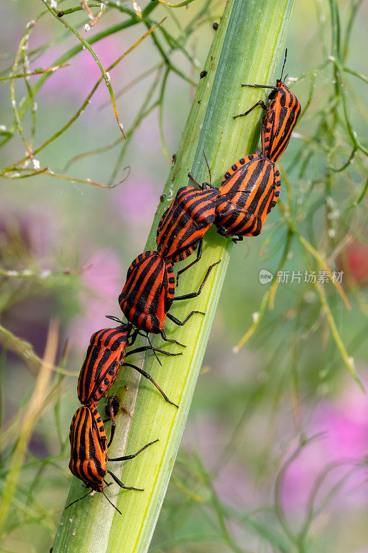 一群红色和黑色条纹的甲虫在一片草叶上