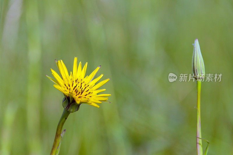 充满活力的黄色山羊胡子花盛开