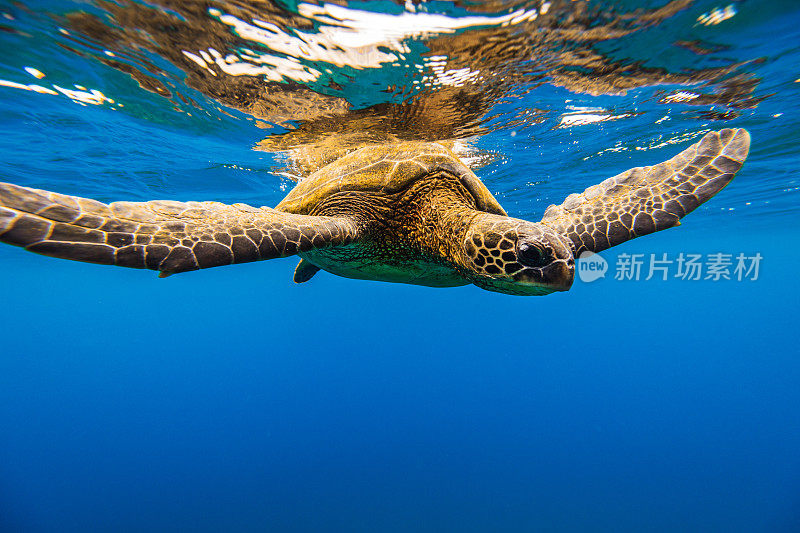 从水下观看的绿海龟在海洋表面游泳的特写