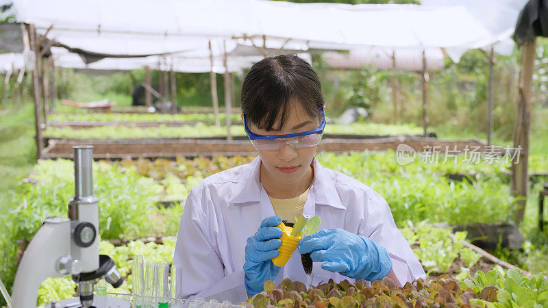 一位女性植物学家在有机蔬菜农场测量植物高度和叶片大小。