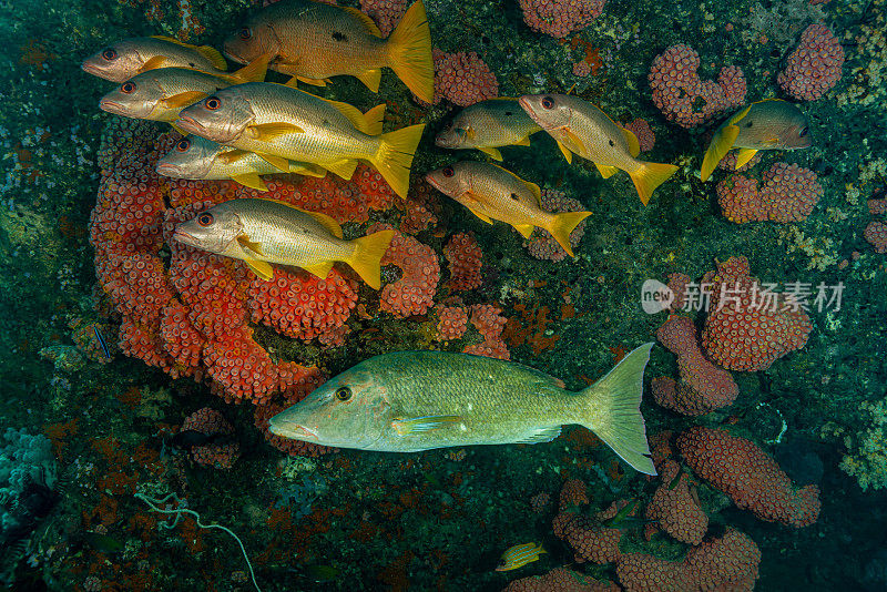 岩石悬垂下的避难所，一个斑点鲷鱼和长脸皇帝，Triton湾，印度尼西亚