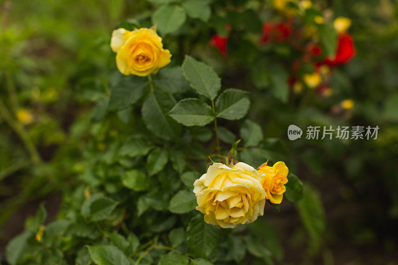 黄玫瑰背景。夏天的花园。园艺