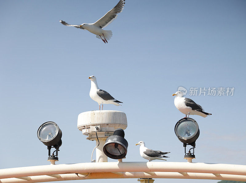 日本托谷湖游船上的海鸥