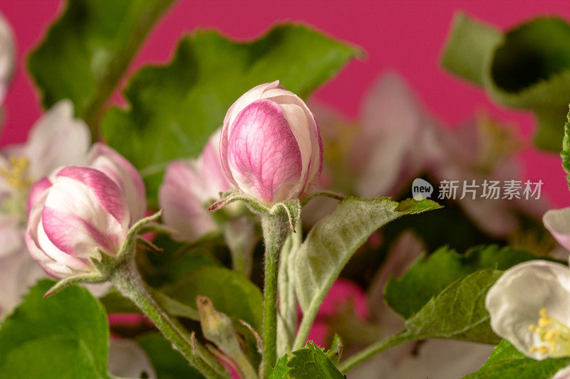 一棵苹果树的照片，白色的花朵在红色的背景上绽放和生长。海棠盛开的花。白色的小花，在红色的背景上生长和盛开。