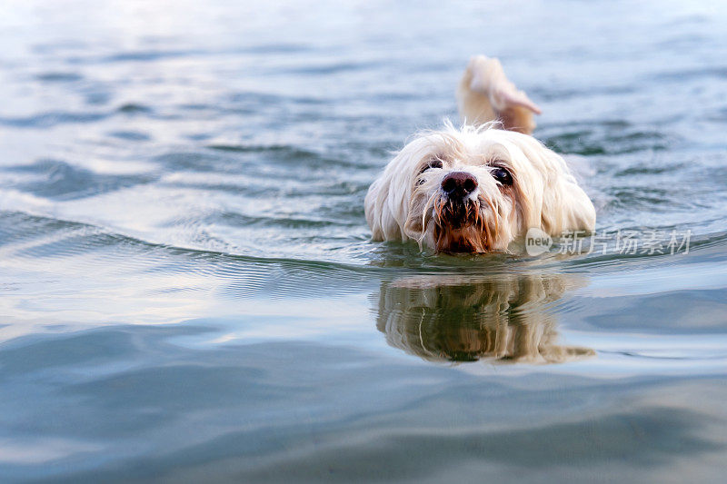 小白狗在海里游泳
