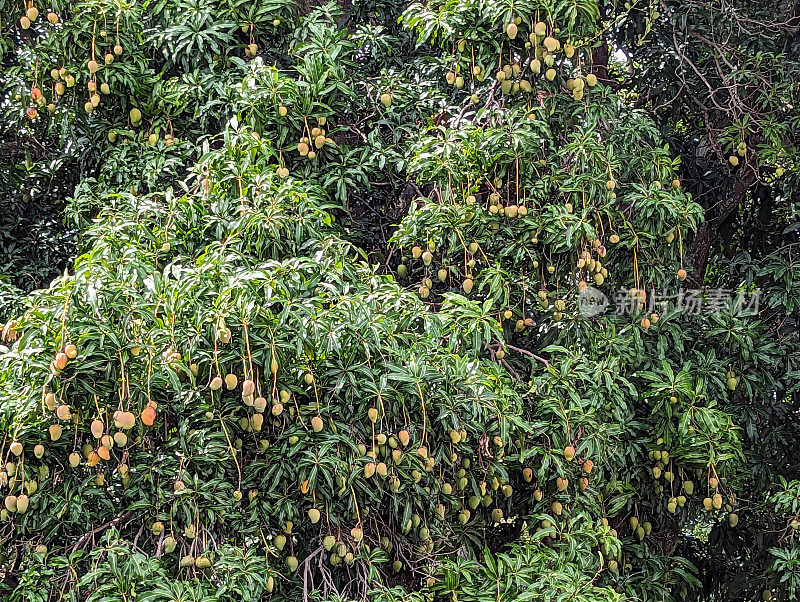 哥斯达黎加阿拉胡埃拉中央公园的芒果树
