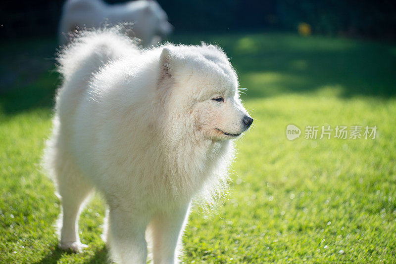 萨摩耶犬在后院草坪上玩耍