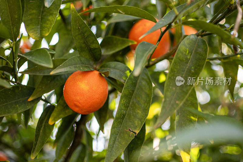 橘子树和水果生长