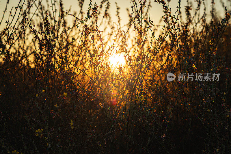 夕阳西下的宁静景象和南加州山间树叶的剪影