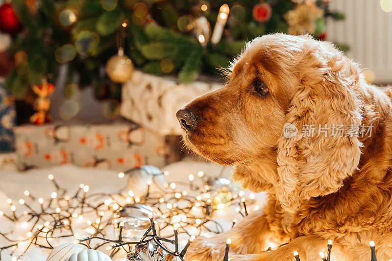 祝宠物新年快乐。节日和给宠物的礼物。金毛猎犬在家里等着过节。小狗旁边圣诞树上的树枝、雪花、圆锥体点缀着美丽的散景。