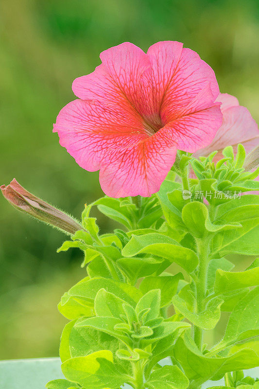 一年生粉红矮牵牛花的新鲜幼苗，可在花盆中种植。