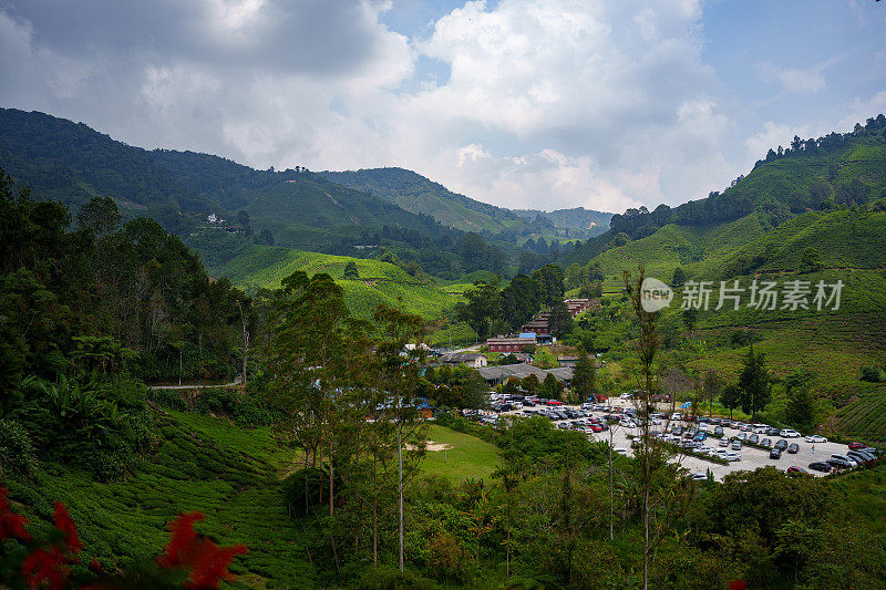 马来西亚金马仑高地的茶园