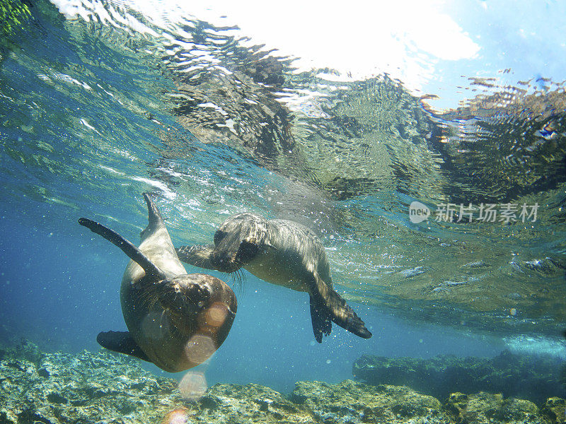 两只海狮在水下嬉戏