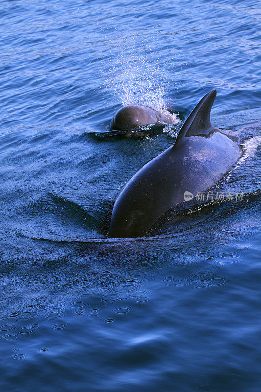 领航鲸-母亲和婴儿