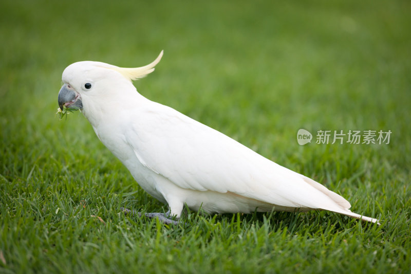 鹦鹉在野生动物