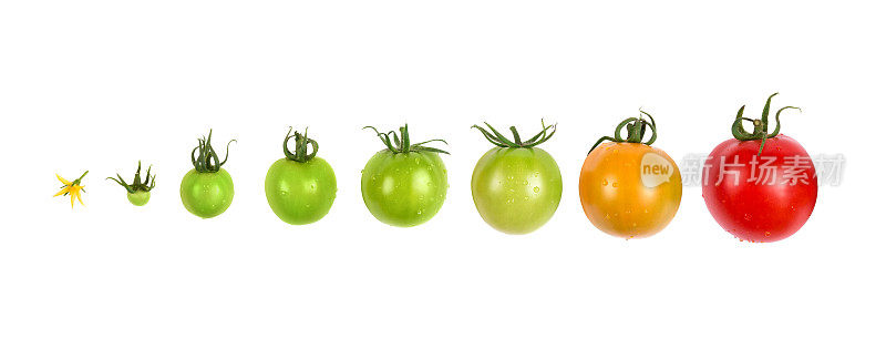 番茄生长进化过程集孤立在白色背景上