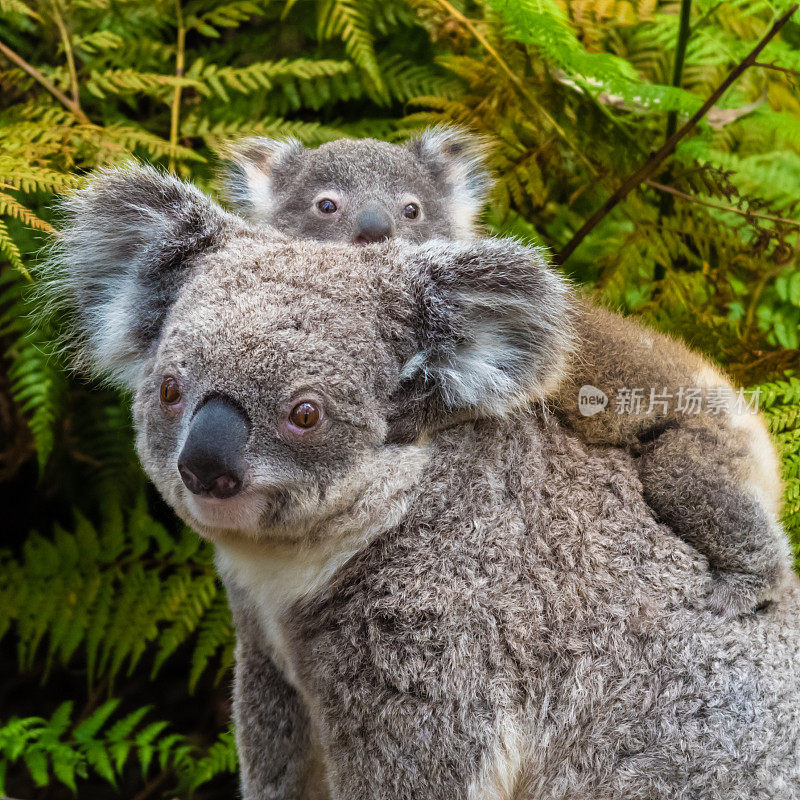 澳洲树袋熊，本土动物和婴儿