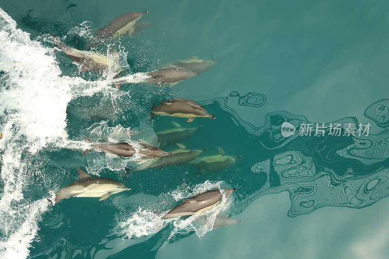 群海豚
