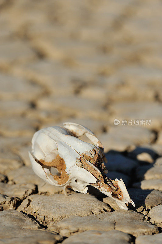 澳大利亚内陆沙漠中的袋鼠骨