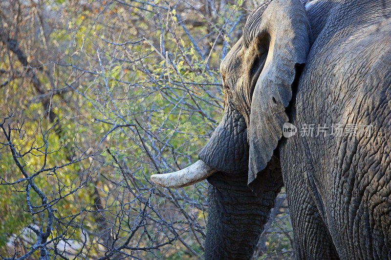 南非:克鲁格国家公园的非洲象