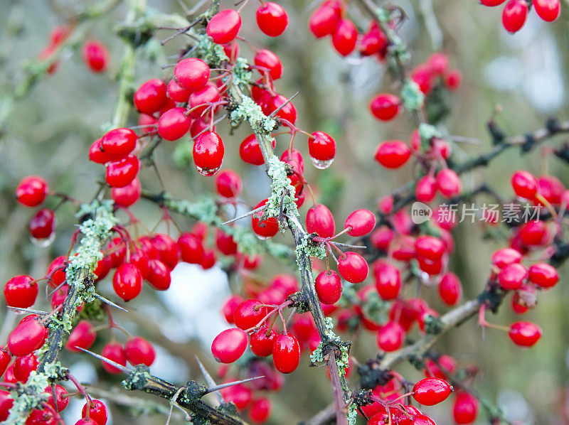 巴宝莉红莓