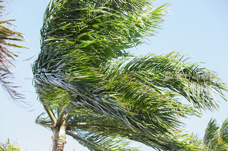 大风中吹着棕榈树的叶子