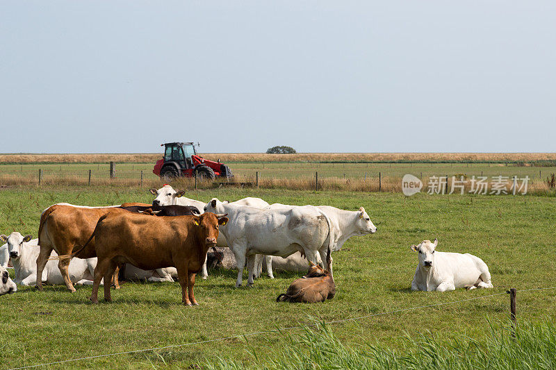 牧场上的奶牛，背景是拖拉机