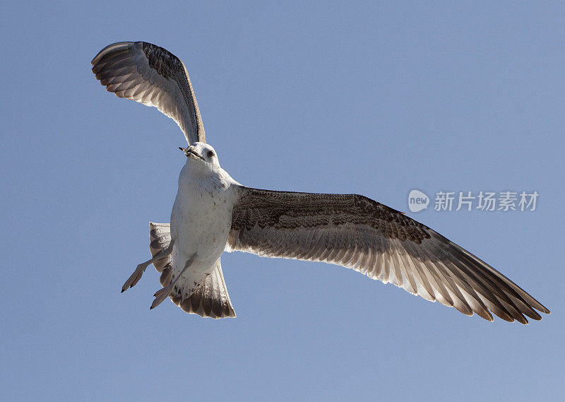 白色的海鸥在蓝天中飞翔