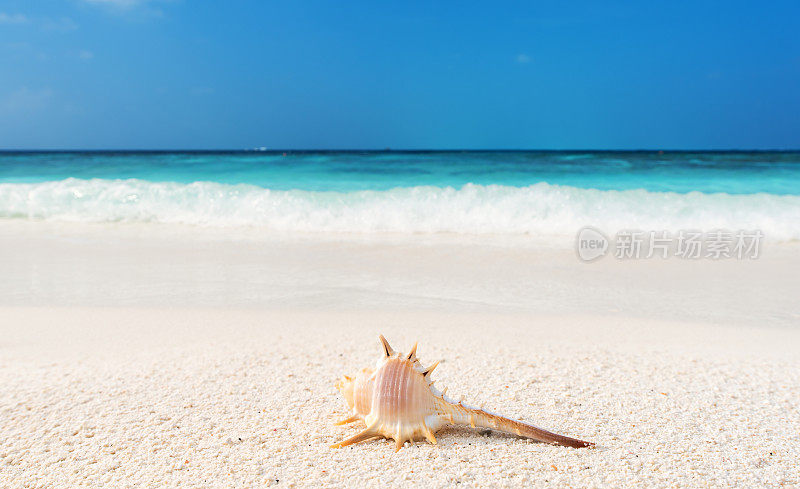 海贝和海浪背景