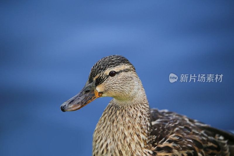 一个雌性绿头鸭的高度详细的肖像