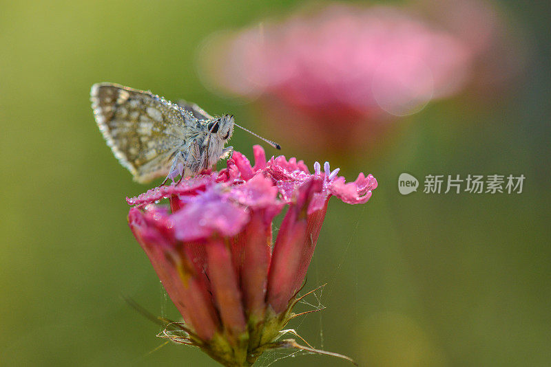 花上的蝴蝶