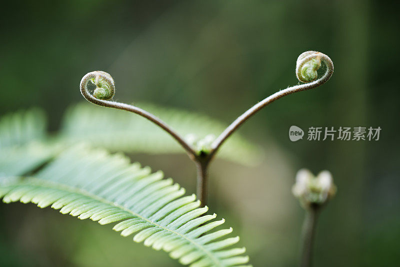 绿色的蕨类植物