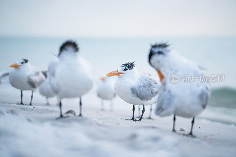 沿海的皇家燕鸥