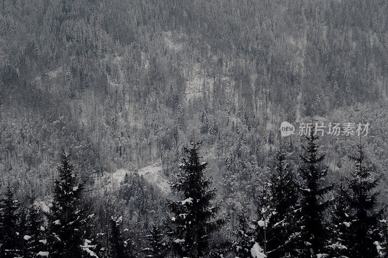 雪杉树