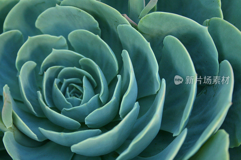 海绿色Echeveria