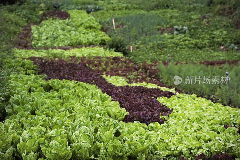 卷心菜，生菜，胡萝卜等