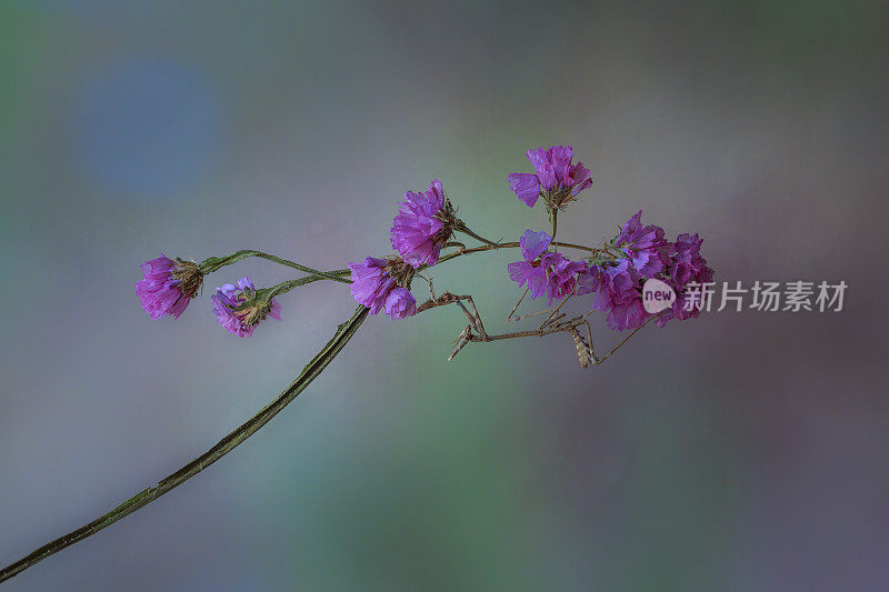 恩普萨在一朵花里