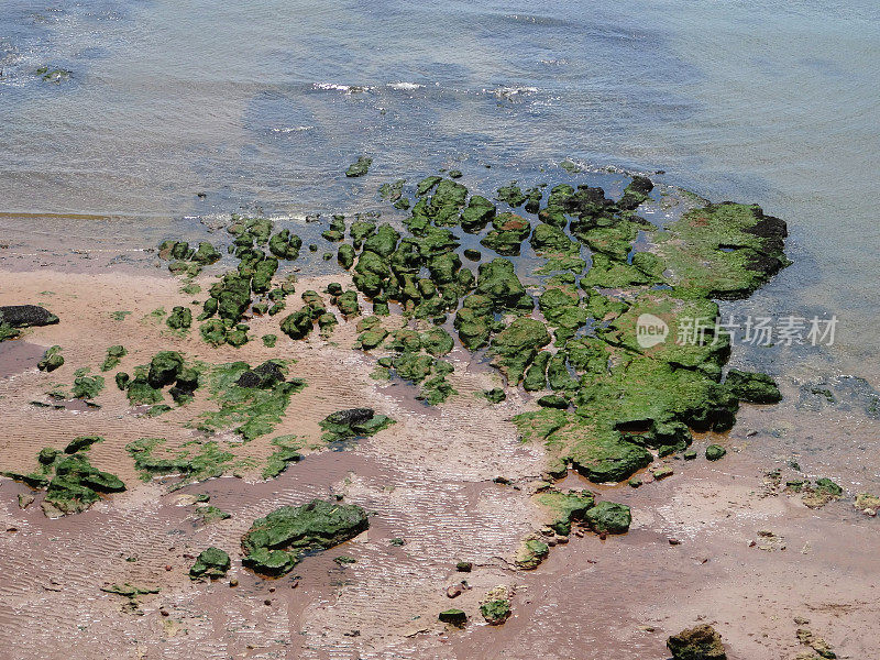 岩石池，海藻，沙子，海在埃克斯茅斯海滩，德文郡
