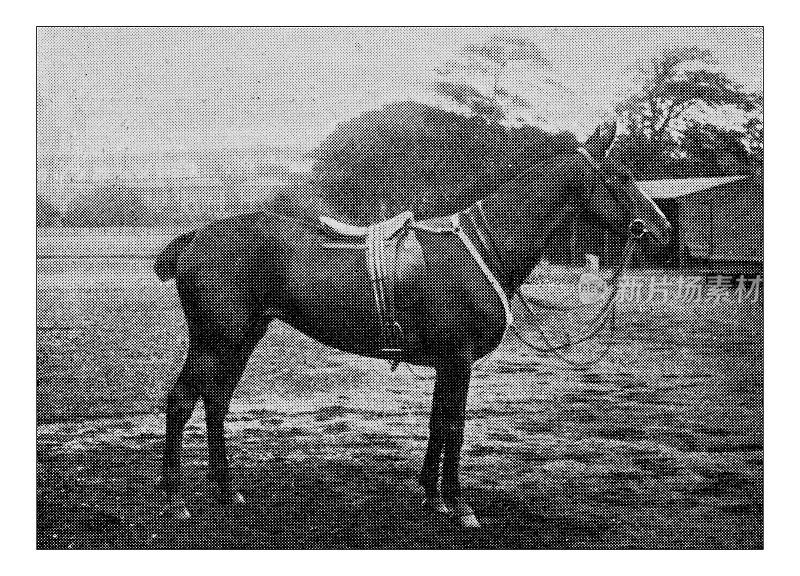 爱好和运动的古董点印照片:马