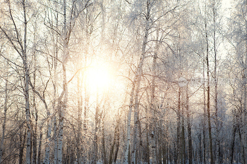 背景森林雪冬天